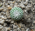 Strombocactus disciformis 2.jpg
