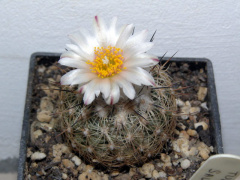 Turbinicarpus saueri ssp. saueri.jpg