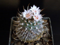 Turbinicarpus schmiedickeanus ssp. schwarzii 1.jpg