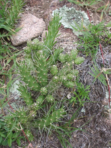 Файл:Austrocylindropuntia verschaffeltii 1.JPG