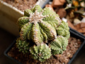 Aztekium riterii