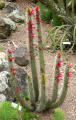Cleistocactus candelilla 1.jpg