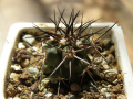 Copiapoa coquimbana.jpg