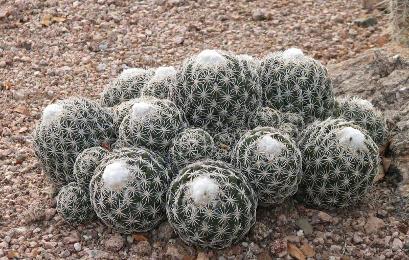Файл:Coryphantha delicata 3b.jpg
