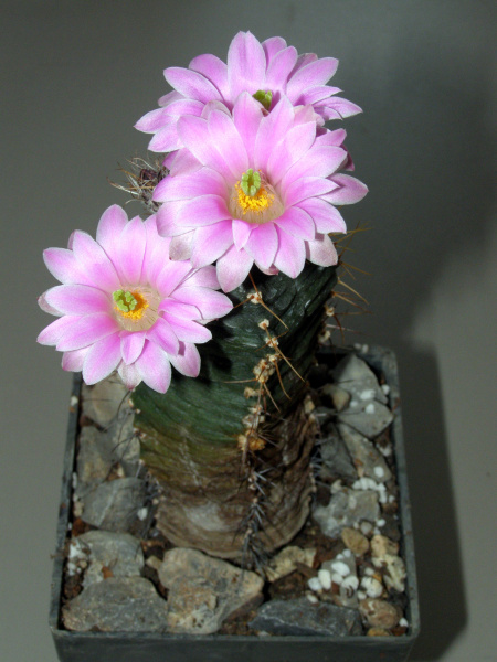 Файл:Echinocereus knippelianus.JPG