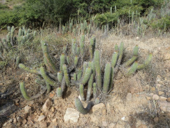 Echinopsis caulescens.JPG