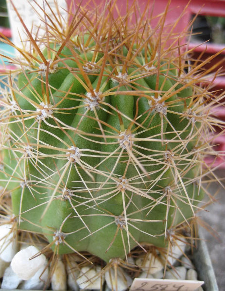 Файл:Echinopsis formosa bruchii 1.jpg
