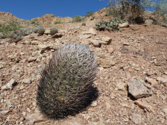 Eriosyce bulbocalyx 2.JPG