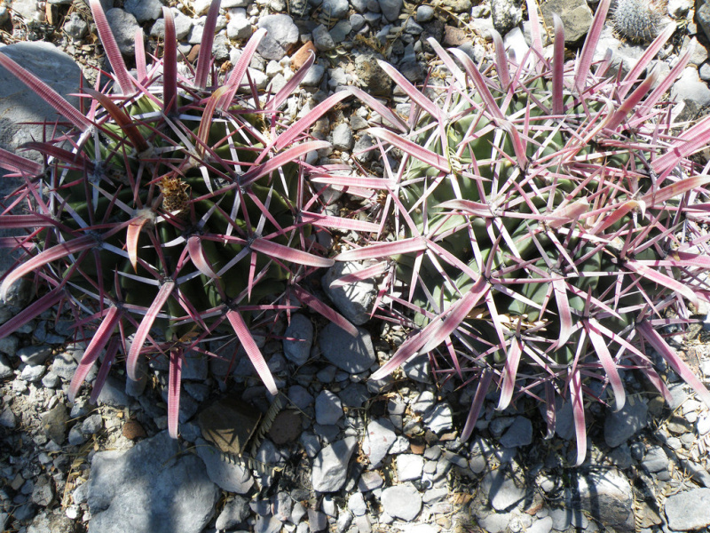 Файл:Ferocactus latispinus ssp. spiralis 4.jpg