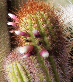 Floribunda pusilliflora F.Ritter.jpg