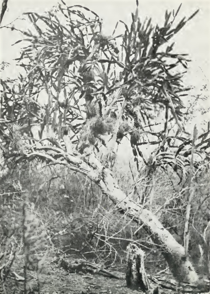 Файл:Leptocereus paniculatus.JPG