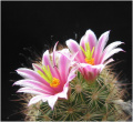 Mammillaria blossfeldiana 01.jpg