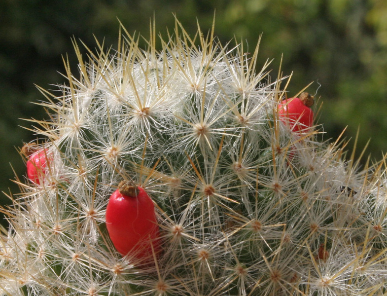 Файл:Mammillaria prolifera prolifera.jpg