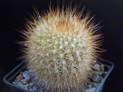 Matucana haynei ssp. myriacantha.JPG
