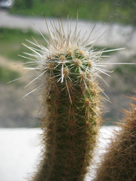 Файл:Mila caespitosa ssp. caespitosa 2.jpg