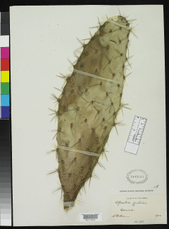 Opuntia pittieri 594.jpg