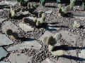 Opuntia pycnantha 5.jpg