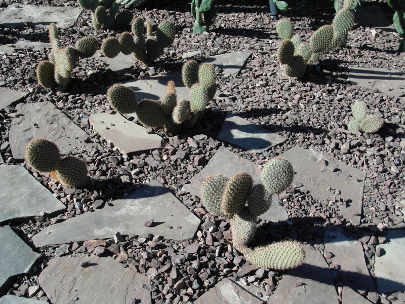 Файл:Opuntia pycnantha 5.jpg