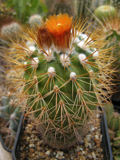Parodia ritteri.jpg