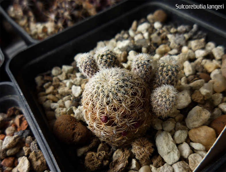 Файл:Rebutia cardenasiana.jpg