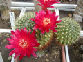 Rebutia steinbachii ssp. tiraquensis