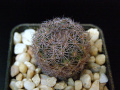 Sclerocactus intertextus.JPG