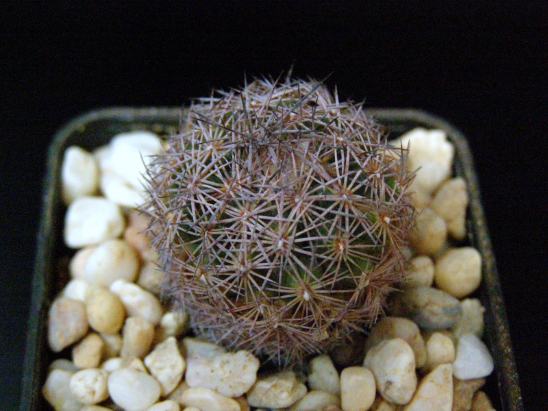 Файл:Sclerocactus intertextus.JPG