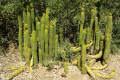 Trichocereus spachianus 7.JPG