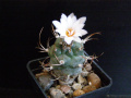 Turbinicarpus schmiedickeanus ssp. macrochele 2.jpg