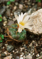 Turbinicarpus schmiedickeanus ssp. rioverdensis GM 574.2
