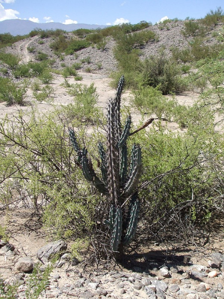 Файл:Cereus aethiops.JPG