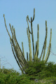 Cereus repandus