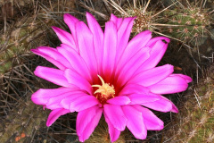 Echinocereus brandegeei.JPG
