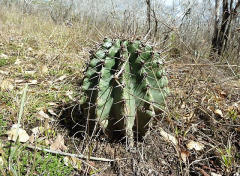 Echinopsis rhodotricha ssp. rhodotricha.JPG