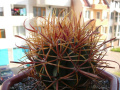 Ferocactus chrysacanthus ssp. chrysacanthus 2.jpg