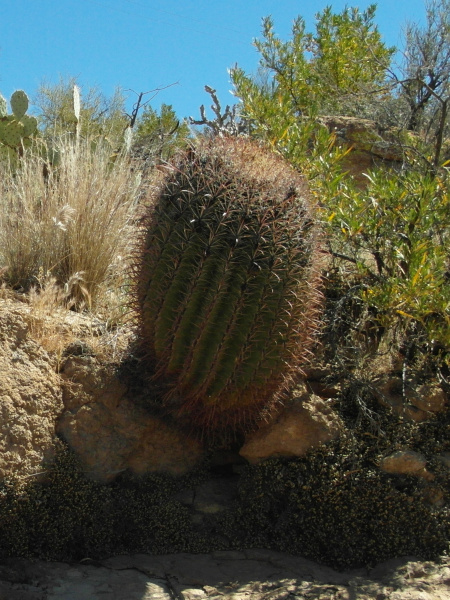 Файл:Ferocactus cylindraceus ssp. eastwoodiae50.JPG