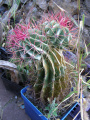 Ferocactus pilosus 4.JPG