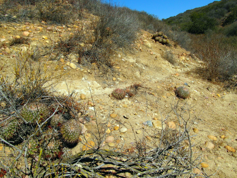 Файл:Ferocactus viridescens 61.JPG