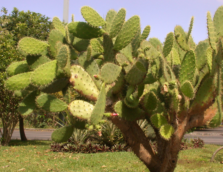 Файл:Nopalea lutea 1.jpg