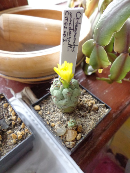 Файл:Ortegocactus mcdgli P Dachev.jpg