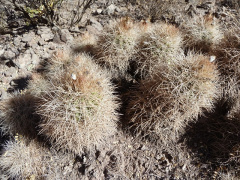 Parodia ritteri 2h.JPG
