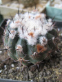 Parodia subterranea