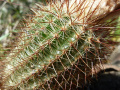 Parodia tenuicylindrica 2.JPG