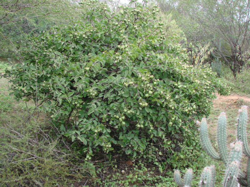 Файл:Pereskia aculeata.jpg