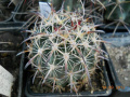 Sclerocactus unguispinus var. laui