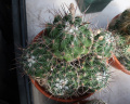 Thelocactus conothelos ssp. aurantiacus 81.JPG