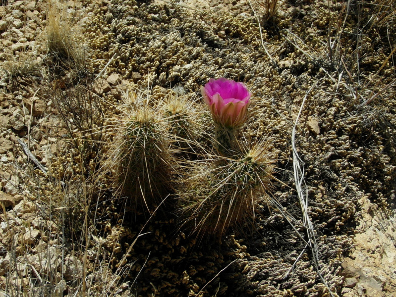 Файл:Echinocereus fasciculatus ssp. boyce-thompsonii 5.jpg