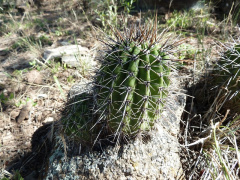 Echinopsis aurea ssp. aurea 5.JPG