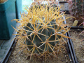 Ferocactus chrysacanthus ssp. chrysacanthus 6.JPG
