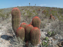 Ferocactus pilosus h7.jpg